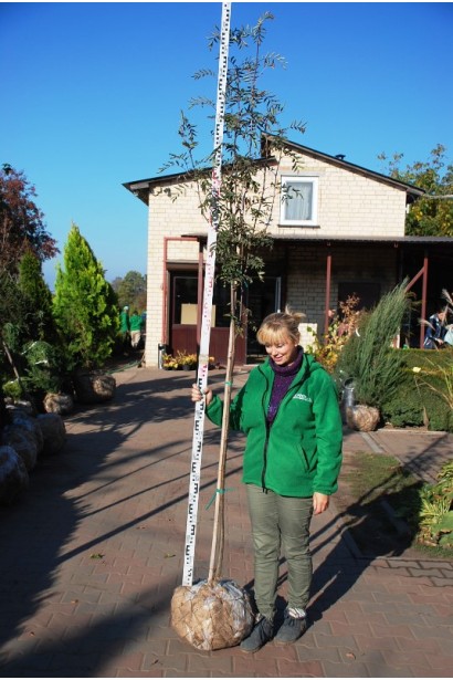 Горобина звичайна з комом землі