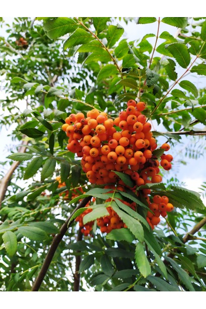 Горобина звичайна – плоди