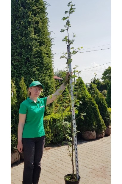 Горобина звичайна в контейнері