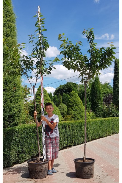 Prunus serrulata Kanzan on shtambe