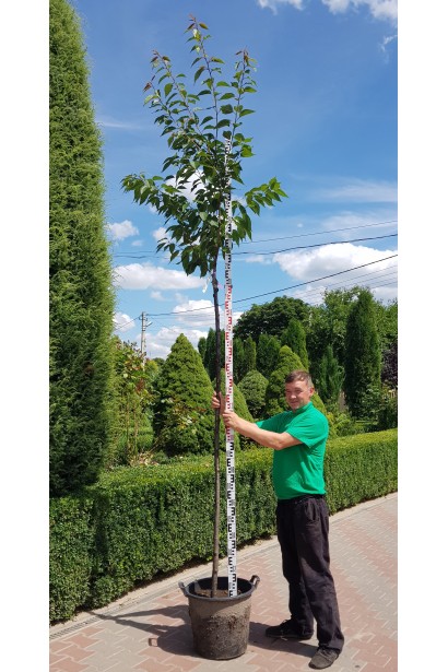 Сакура дрібнопильчаста Канзан на штамбі в контейнері