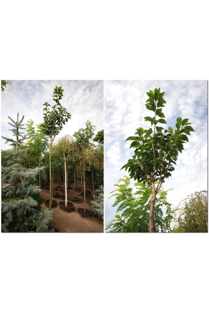 Сакура дрібнопильчаста Канзан на штамбі