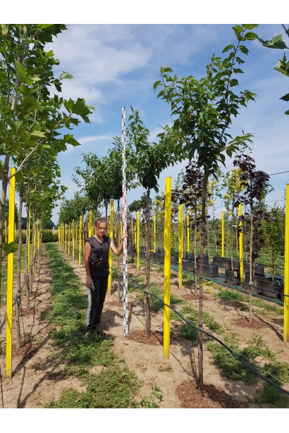 Сакура дрібнопильчаста Канзан на штамбі 