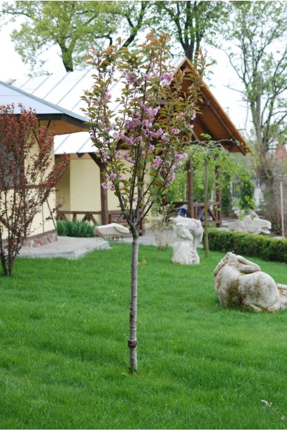 Вишня дрібнопильчата