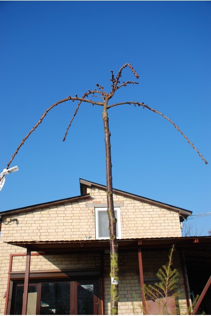 Сакура дрібнопильчаста Кіку-Шідаре на штамбі | Сакура мелкопильчатая Кику-Шидаре на штамбе | Prunus serrulata Kiku-shidare-zakura on shtambe