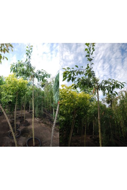 Prunus serrulata Kiku-shidare-zakura on shtambe