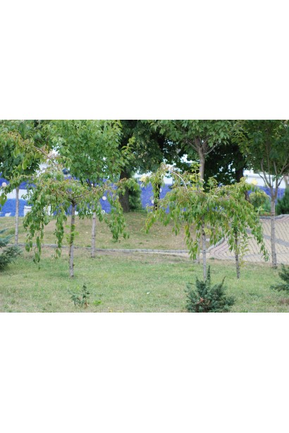 Сакура дрібнопильчаста Кіку-Шідаре на штамбі