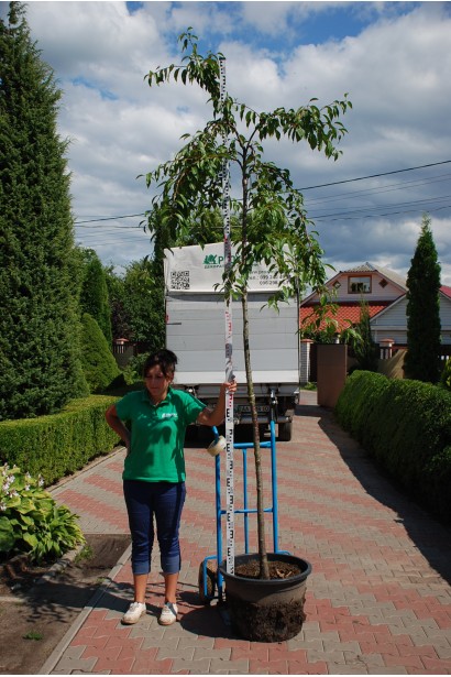 Сакура Кіку-Шідаре на штамбі в контейнері