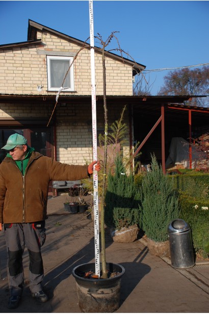 Сакура дрібнопильчаста Кіку-Шідаре на штамбі в садовому центрі