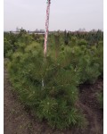 Pinus sylvestris фото