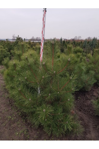 Pinus sylvestris фото