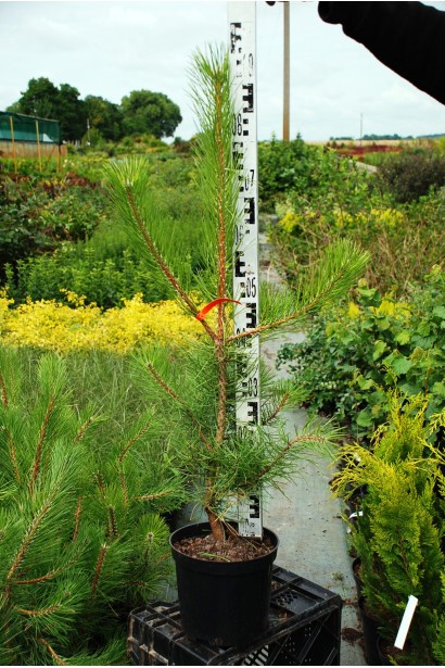 Сосна звичайна опис