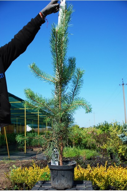 Сосна звичайна в контейнері
