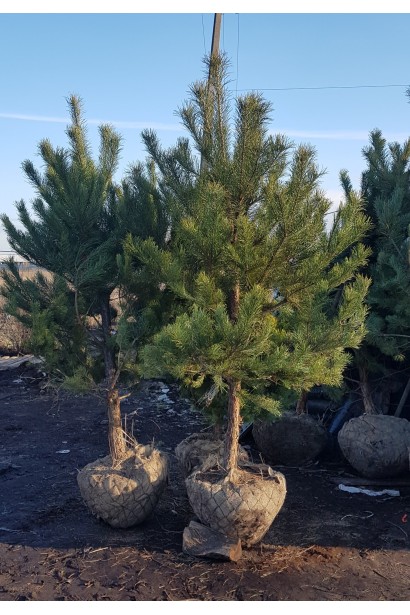 Сосна звичайна з комом землі