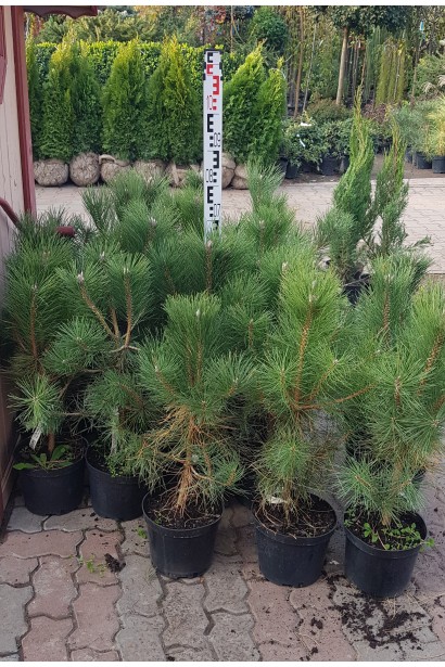 Сосна звичайна в контейнері