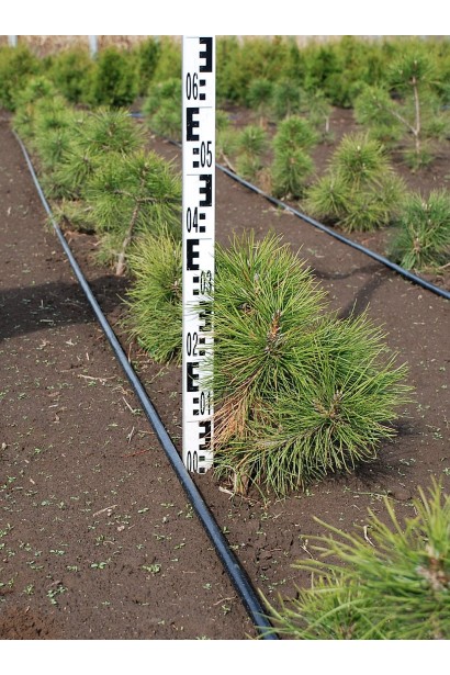 Pinus sylvestris фото