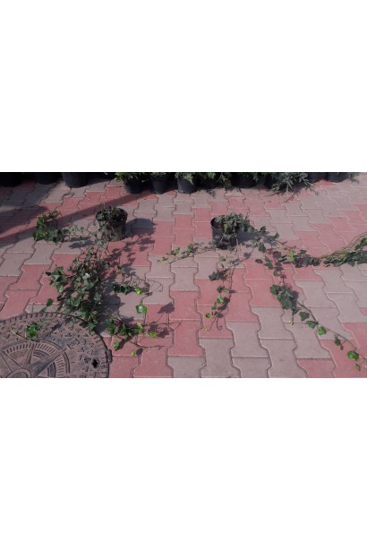 Саженцы плюща обыкновенного подходят для солнечных и затененных мест.