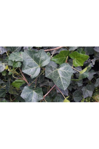 Плющ обыкновенный