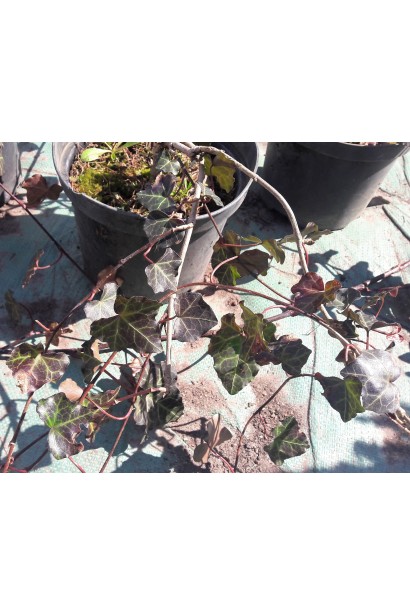 Плющ обыкновенный