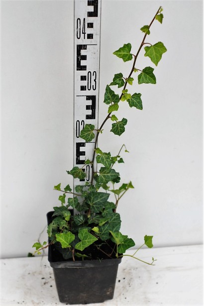 Саженец плюща обыкновенного с густыми темно-зелеными листьями.