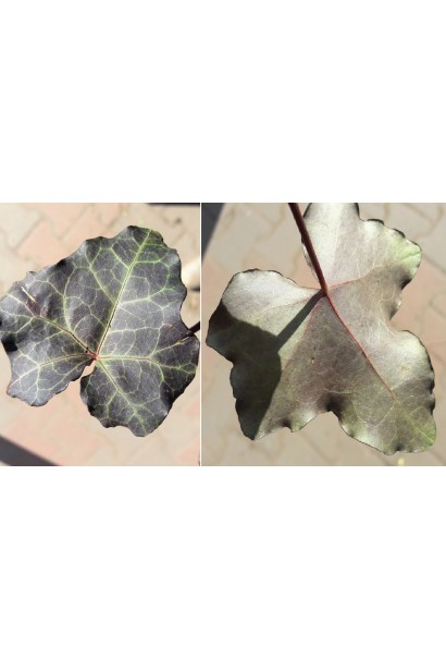 Листья плюща обыкновенного остаются декоративными в течение года.