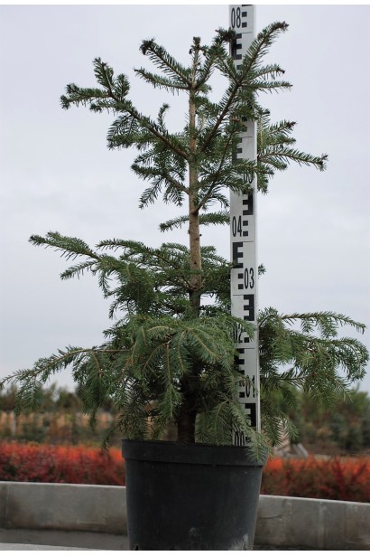 Саджанець ялиці білої: морозостійка рослина, що легко приживається на ділянці.