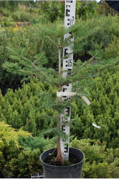 Ялиця біла | Пихта белая | Abies alba