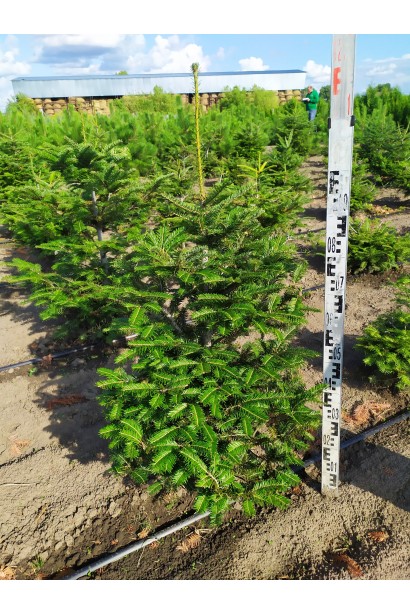 Саджанець ялиці білої: ідеальний вибір для створення лісових куточків у саду.