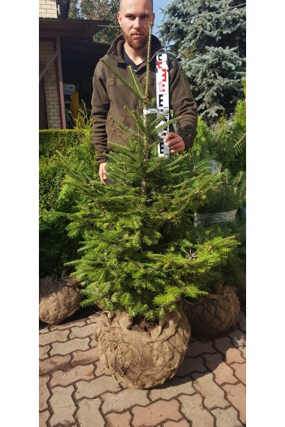 Саджанець з комом землі ялиці білої