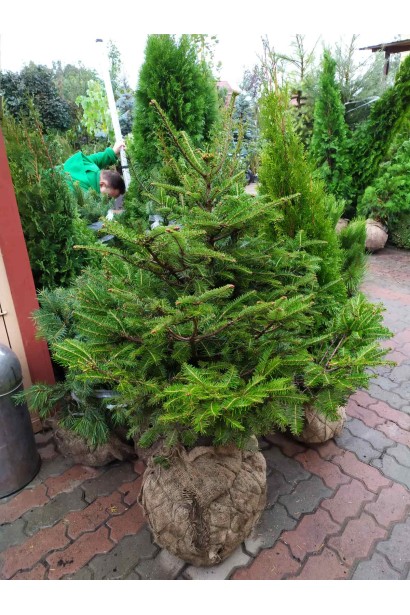 Ялиця біла: класичне європейське хвойне дерево для природного озеленення.