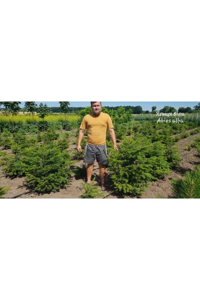 Ялиця/Ялинка на Новий рік