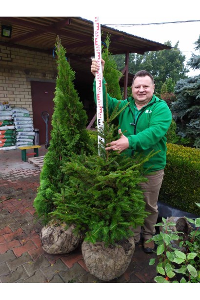 Різдвя’не дерево: ялиця біла з рівномірною кроною, що створює святкову атмосферу