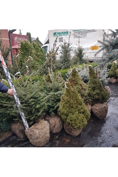 Abies alba: класична ялинка для новорічних свят із симетричною кроною.