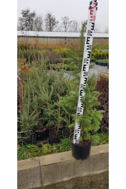 Саджанець ялиці бальзамічної: швидкоросла рослина для озеленення та створення затишку.