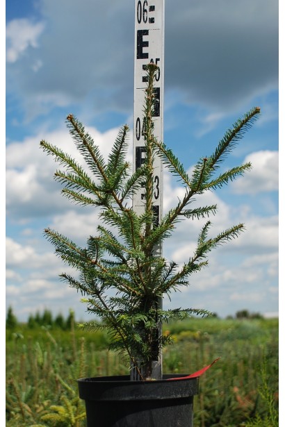 Ялиця бальзамічна: ідеальна для формування живоплотів або як солітер у саду.