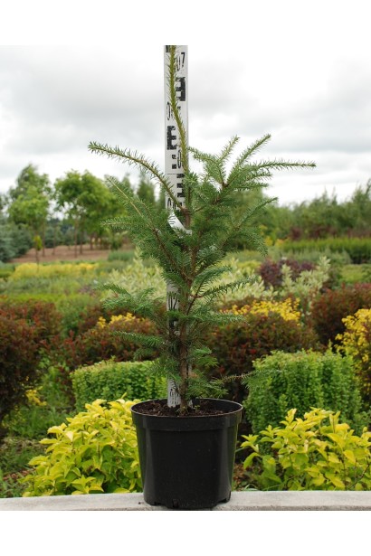 Саджанець ялиці бальзамічної: швидкоросла рослина для озеленення та створення затишку.