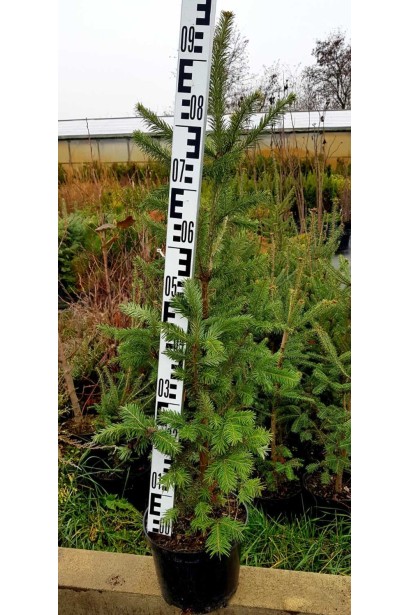 Саджанець ялиці: морозостійка рослина, яка чудово почувається у помірному кліматі.