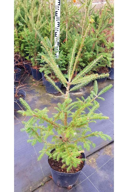 Саджанець ялиці бальзамічної: ідеальний вибір для створення ландшафтних акцентів.