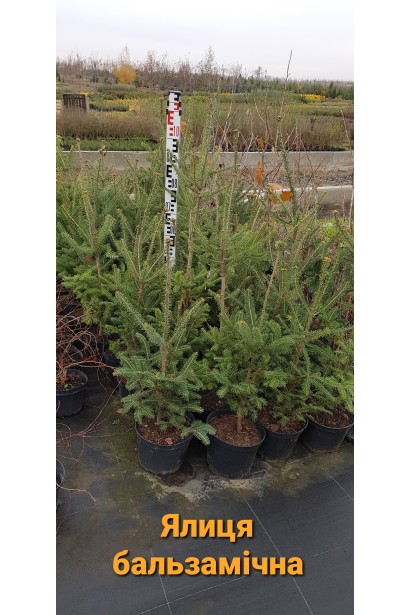 Abies balsamea: дерево з густою хвоєю та приємним бальзамічним ароматом.