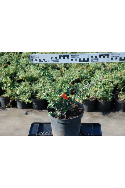 Кизильник горизонтальний діаметр крони 30-40 см
