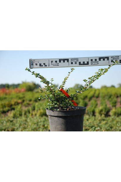 Кизильник горизонтальний саджанець С3