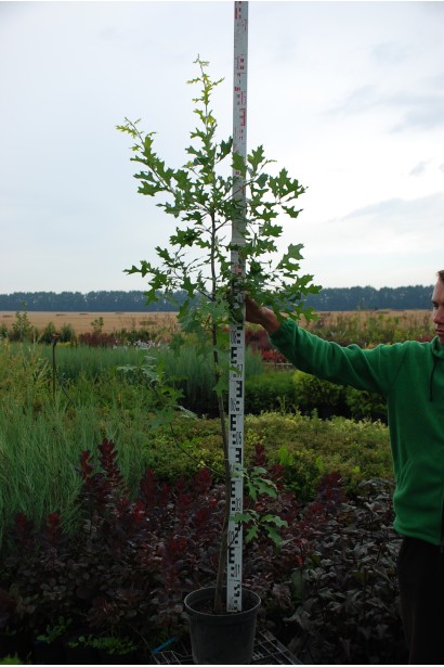 Дуб болотяний саджанець 130-150 см