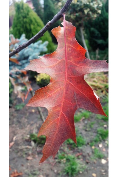 Дуб болотяний форма листя