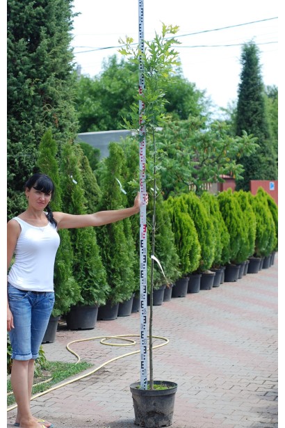 Дуб болотний в садовому центрі