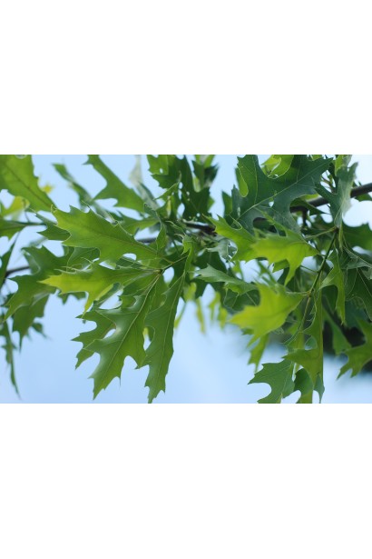 Дуб болотяний посічене листя