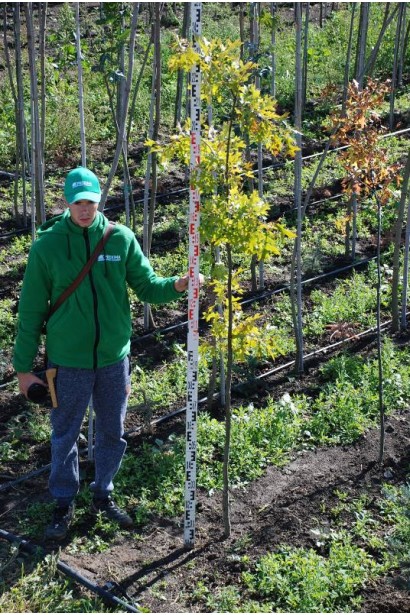 Дуб болотяний