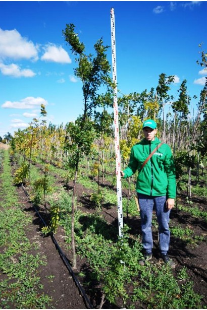 Quercus palustris з комом в полі