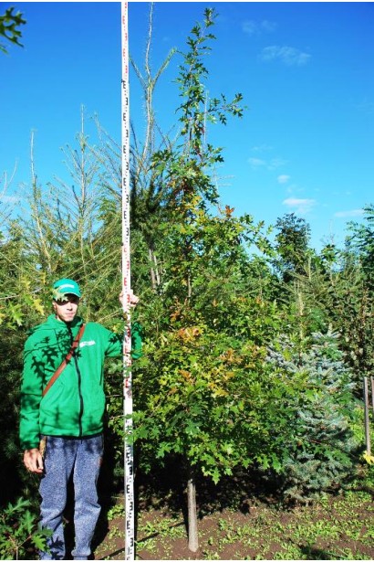 Дуб болотний дерево в розсаднику