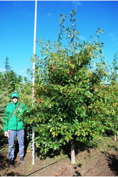 Дуб болотяний / болотний