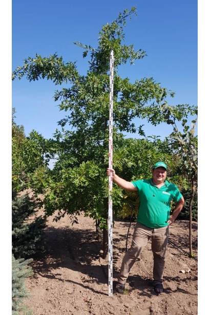 Дуб болотяний в розсаднику